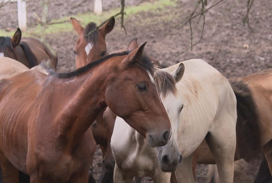 quase-50-cavalos-em-situacao-de-maus-tratos-sao-encontrados-em-propriedade-no-parana