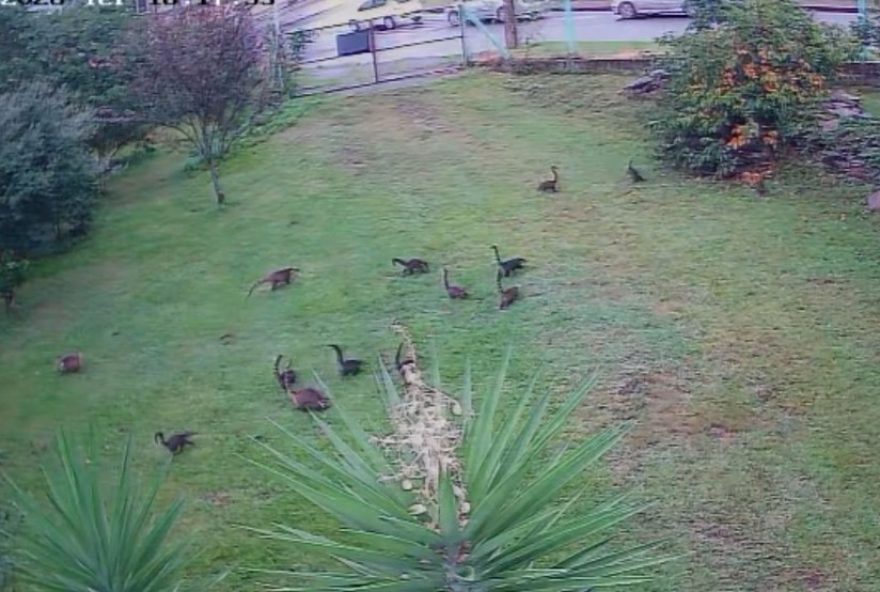 quatis-invadem-quartel-da-brigada-militar-em-busca-de-alimentos