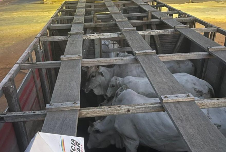 quatro-suspeitos-sao-presos-apos-furtarem-bois-de-fazenda-em-jaiba