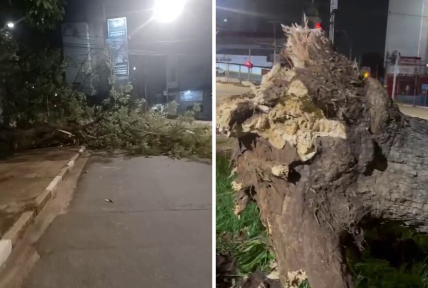 queda-de-arvore-em-campinas3A-emdec-atua-para-desobstruir-via-e-garantir-seguranca-publica queda-de-arvore-em-campinas3A-emdec-atua-para-desobstruir-via-e-garantir-seguranca-publica