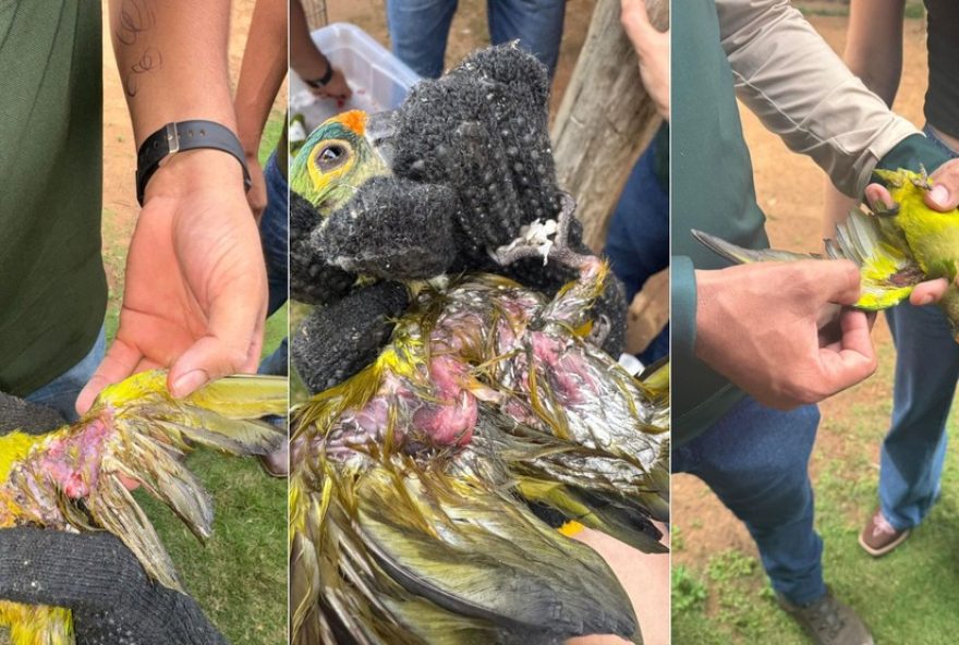 queda-de-arvore-matou-350-periquitos-no-maranhao3A-o-misterio-por-tras-da-tragedia queda-de-arvore-matou-350-periquitos-no-maranhao3A-o-misterio-por-tras-da-tragedia