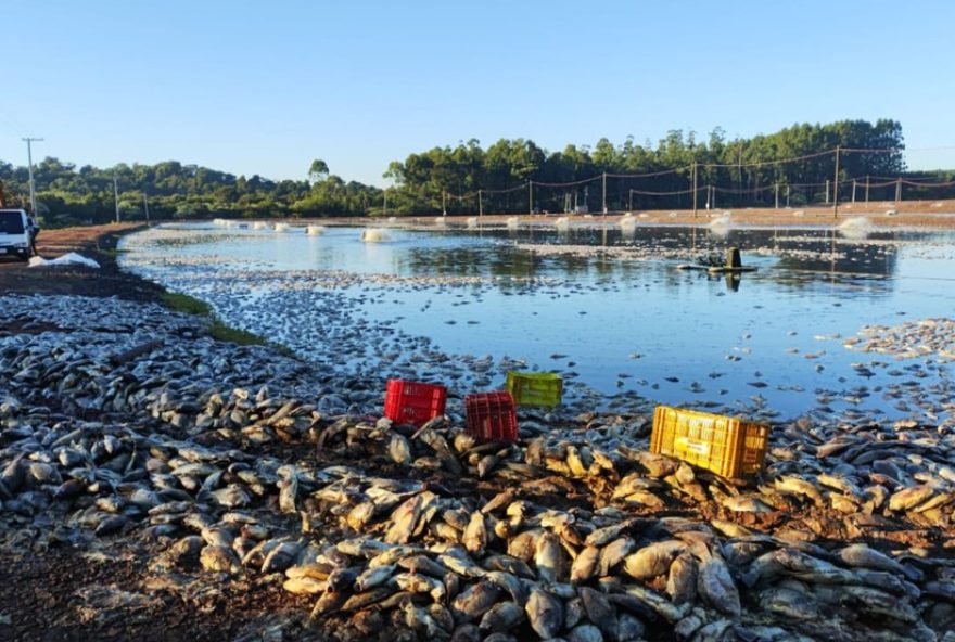 queda-de-energia-mata-quase-1-milhao-de-tilapias-em-tupassi3A-prejuizo-de-r249mi.-copel-deve-resolver-falhas-em-48h queda-de-energia-mata-quase-1-milhao-de-tilapias-em-tupassi3A-prejuizo-de-r249mi.-copel-deve-resolver-falhas-em-48h