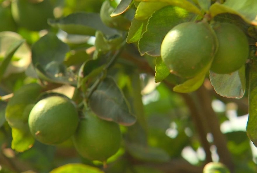 queda-de-produtividade-preocupa-produtores-de-limao-em-itajobi3A-frutas-menores-e-parte-da-colheita-para-a-industria