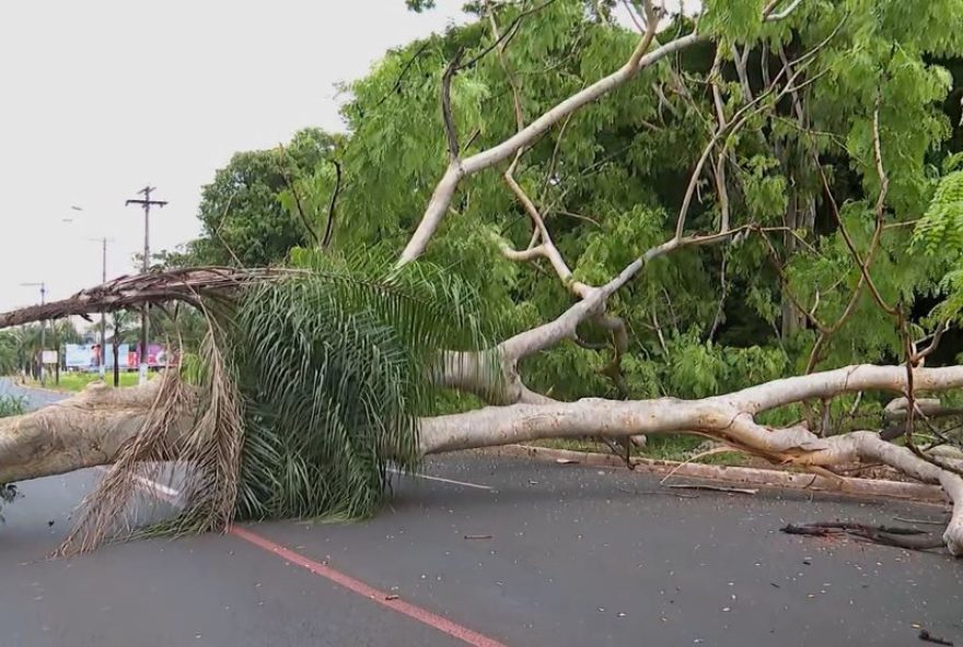 quedas-de-arvores-em-ribeirao-preto3A-engenheiro-aponta-falta-de-manejo-e-prevencao2C-projeto-para-reflorestar-bairros