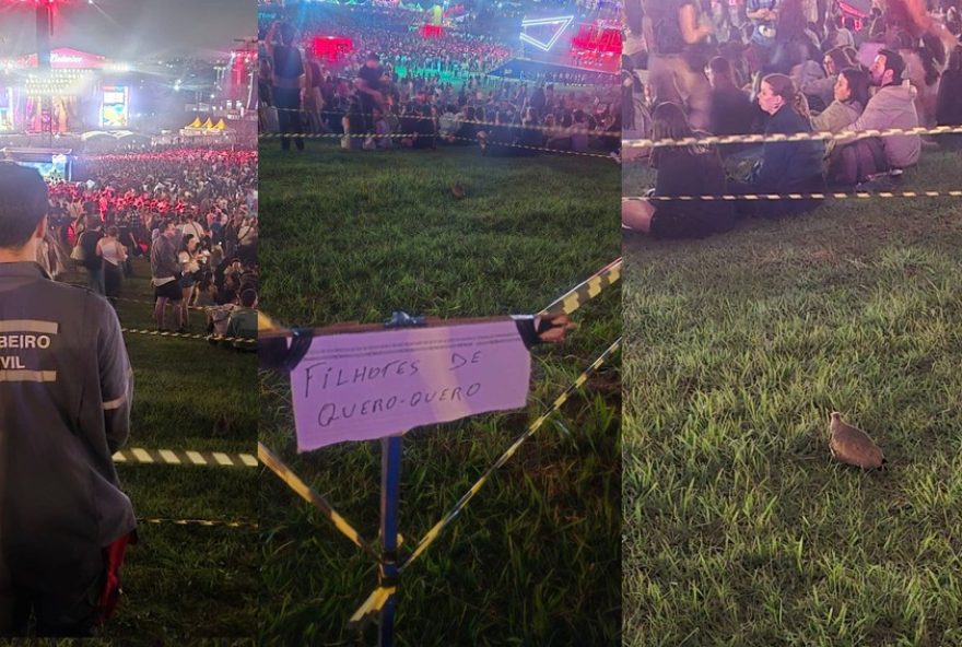 quero-queros-vip3A-familia-ganha-protecao-especial-no-lollapalooza-2026 quero-queros-vip3A-familia-ganha-protecao-especial-no-lollapalooza-2026