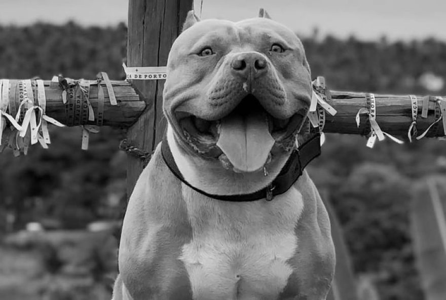 ragnar3A-a-despedida-do-pit-bull-que-conquistou-coracoes-nas-redes-sociais