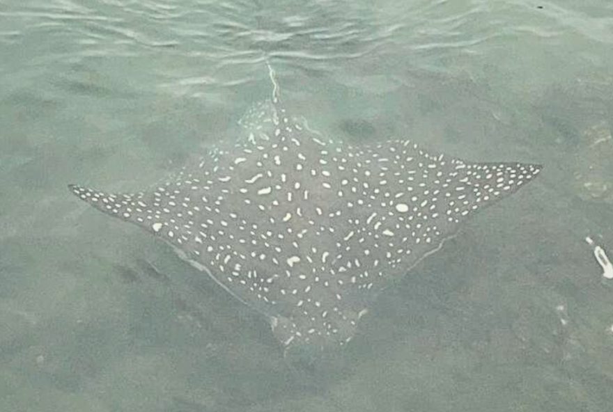 raia-chita-deixa-guardas-surpresos-em-santos3B-especie-pode-pesar-200-kg