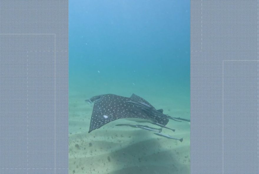 raia-chita-gigante-nadando-graciosamente-no-arpoador3A-registro-emocionante-de-mergulhador-e-videomaker