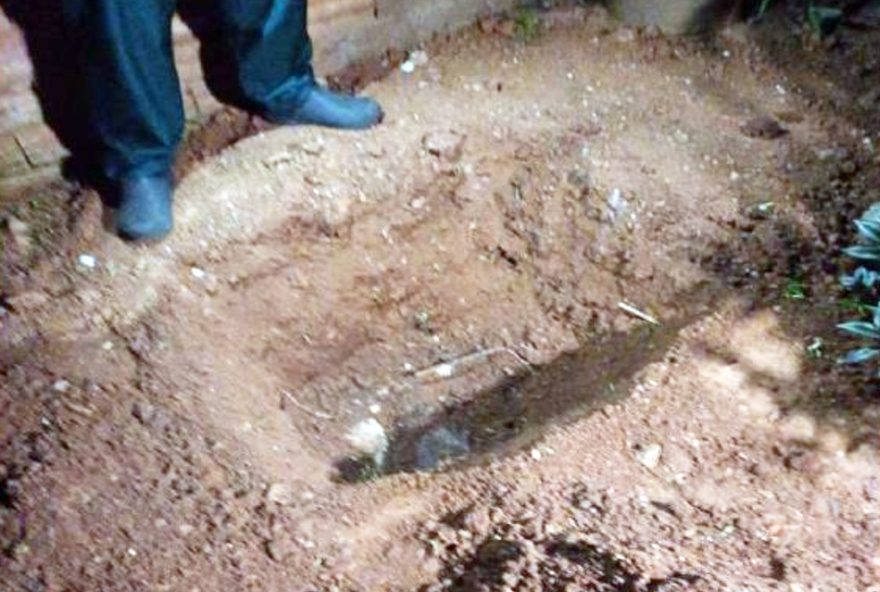 rapaz-condenado-por-matar-caes-enforcados-em-limeira3A-indenizacao-de-r24-50-mil
