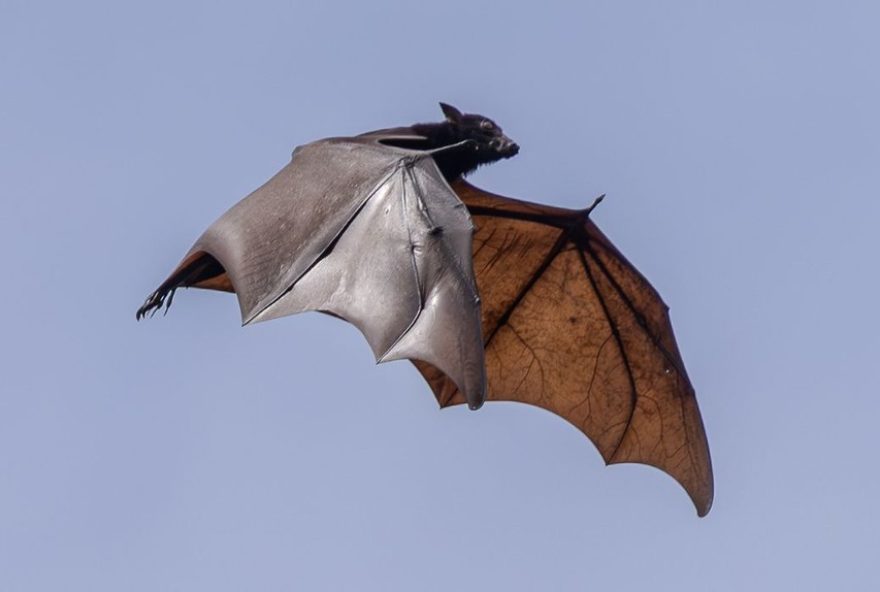 raposa-voadora3A-morcego-gigante-ligado-ao-virus-nipah-riscos-para-o-brasil raposa-voadora3A-morcego-gigante-ligado-ao-virus-nipah-riscos-para-o-brasil