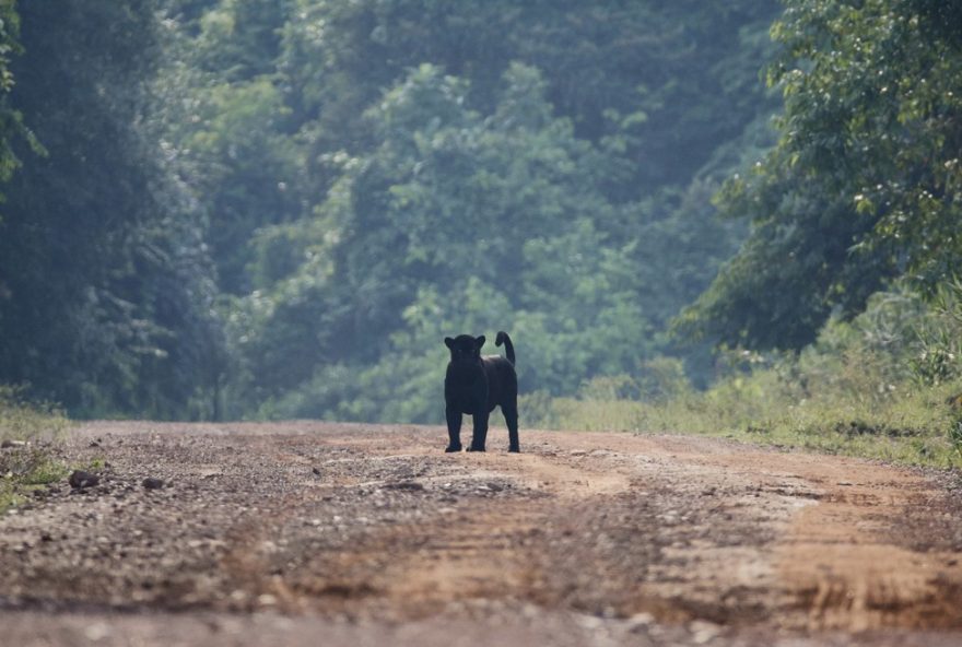 raro-avistamento-de-onca-preta-na-serra-do-cachimbo2C-para3A-grupo-de-passarinheiros-testemunha-felino-melanico-cruzando-estrada