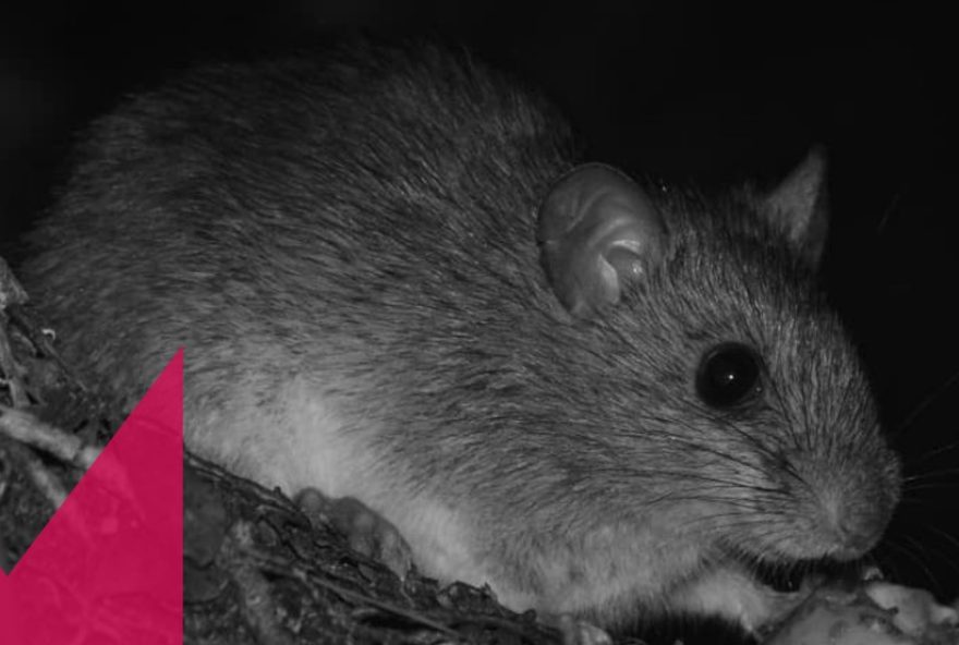 ratinho-goytaca3A-especie-ameacada-flagrada-em-parque-do-rio-de-janeiro
