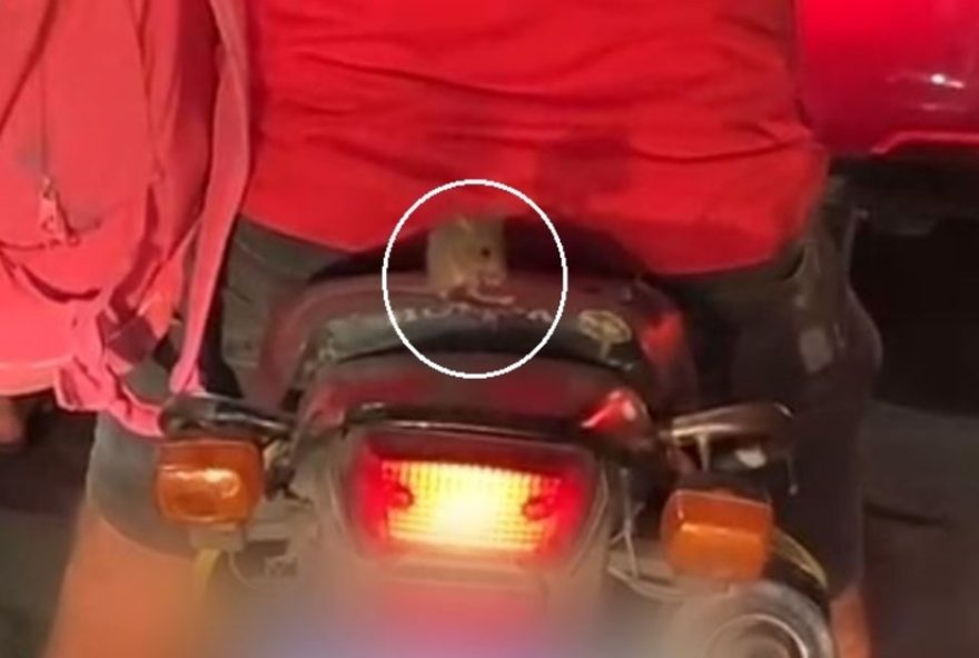 rato-e-flagrado-pegando-carona-em-moto-em-juazeiro-do-norte2C-ceara
