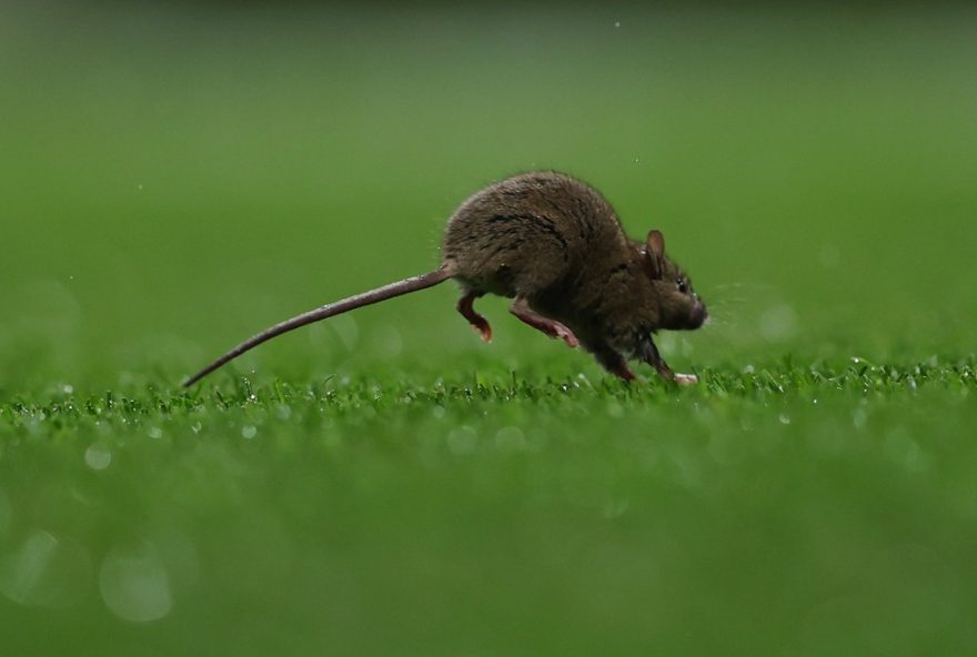 rato-invade-gramado-de-old-trafford-durante-partida-emocionante-da-premier-league