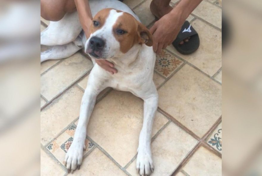 reacao-emocionante-de-cachorro-a-morte-de-tutor-comove-familia-em-pontes-gestal-sp