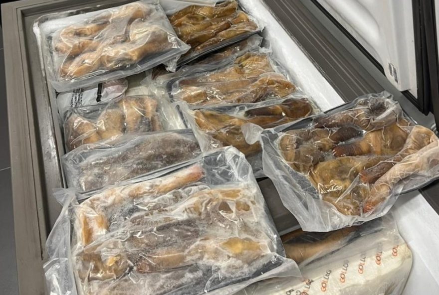 receita-federal-apreende-74-kg-de-moluscos-exoticos-escondidos-em-carga-de-salmao-no-aeroporto-de-foz-do-iguacu