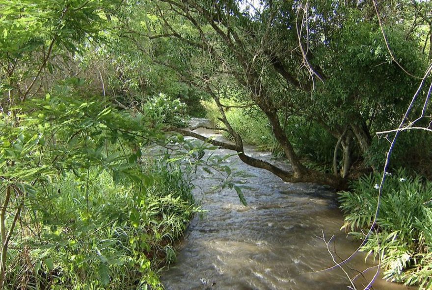 recuperacao-ambiental-do-parque-estadual-do-pau-furado3A-mais-de-55-mil-mudas-plantadas-apos-incendio-devastador
