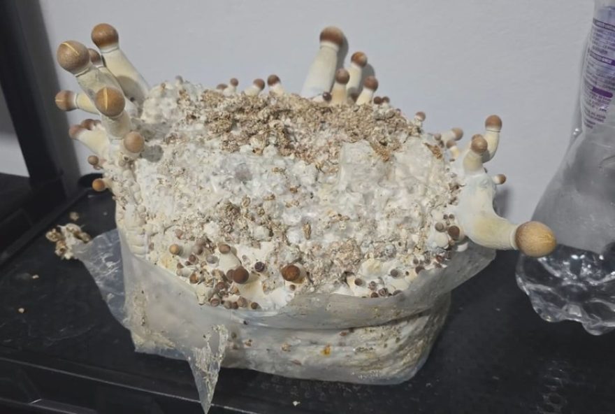 rede-de-alucinogenos-desmantelada3A-cogumelos-magicos-e-riscos-a-saude-das-pessoas