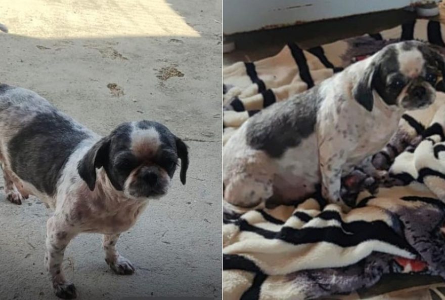 reencontro-emocionante3A-cachorrinha-endy-volta-para-casa-apos-dois-meses-de-afastamento-em-delegacia-do-rio-grande-do-sul reencontro-emocionante3A-cachorrinha-endy-volta-para-casa-apos-dois-meses-de-afastamento-em-delegacia-do-rio-grande-do-sul