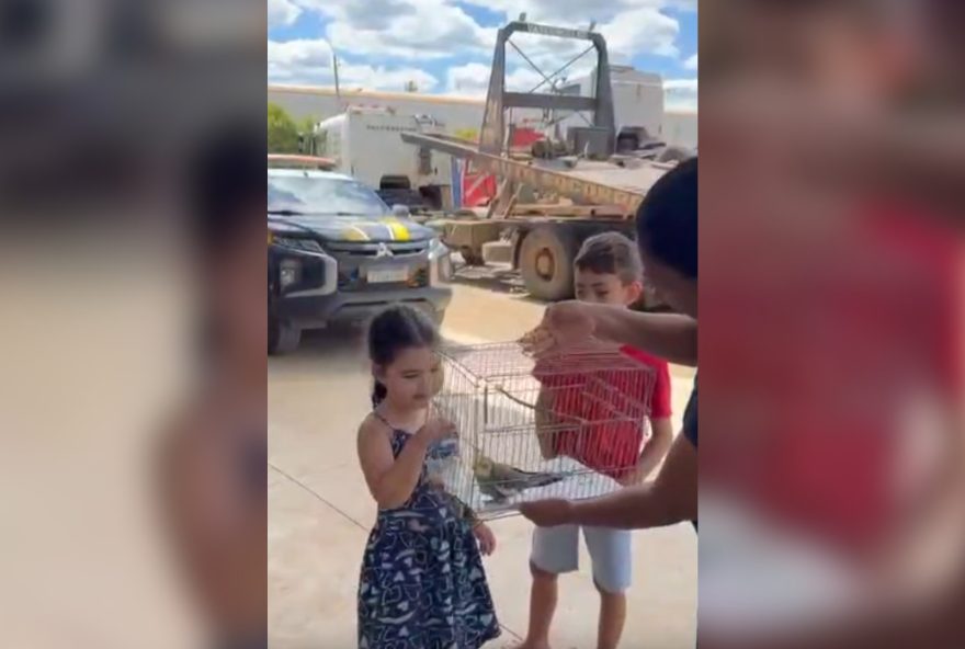 reencontro-emocionante3A-prf-leva-irmaos-para-reviverem-calopsita-apos-acidente-na-br-365 reencontro-emocionante3A-prf-leva-irmaos-para-reviverem-calopsita-apos-acidente-na-br-365