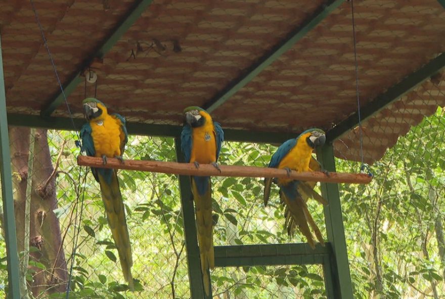 refauna-reintroduz-araras-canindes-ao-rio-apos-200-anos3A-equilibrio-ecologico-na-floresta-da-tijuca refauna-reintroduz-araras-canindes-ao-rio-apos-200-anos3A-equilibrio-ecologico-na-floresta-da-tijuca