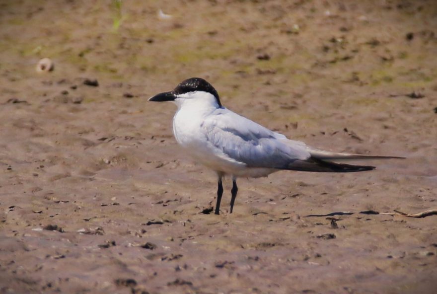 registro-inedito-de-trinta-reis-de-bico-preto-no-tocantins3A-o-que-ele-revela-sobre-migracao-de-aves-no-brasil