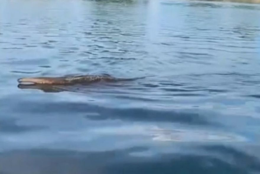 registro-unico3A-tamandua-bandeira-e-flagrado-nadando-em-rio-de-sao-paulo