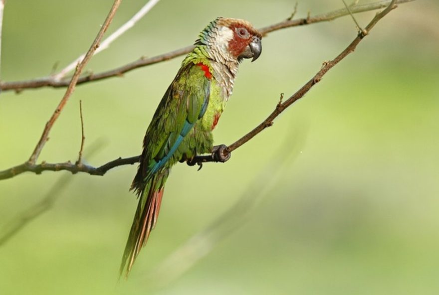 reintroducao-do-periquito-cara-suja-na-caatinga3A-marco-da-conservacao-ambiental-no-brasil