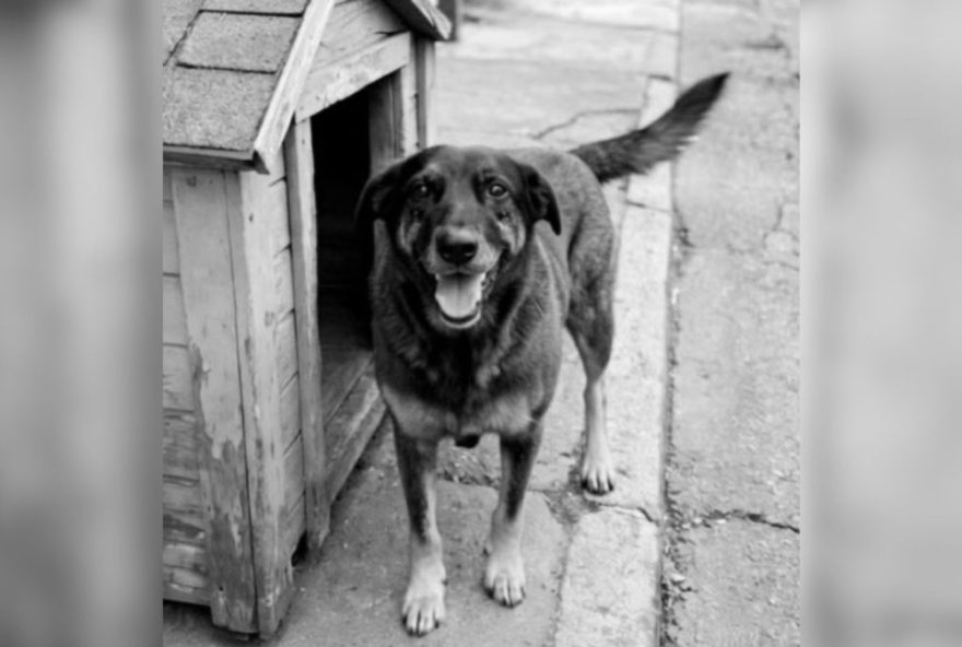 repercussao-do-caso-orelha3A-comocao-e-mobilizacao-por-justica-aos-animais repercussao-do-caso-orelha3A-comocao-e-mobilizacao-por-justica-aos-animais