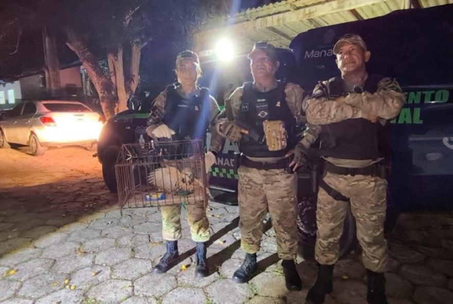 resgate-bem-sucedido-do-gaviao-real-em-manaus3A-a-acao-conjunta-da-guarda-municipal-e-do-ibama-garante-a-seguranca-do-animal resgate-bem-sucedido-do-gaviao-real-em-manaus3A-a-acao-conjunta-da-guarda-municipal-e-do-ibama-garante-a-seguranca-do-animal