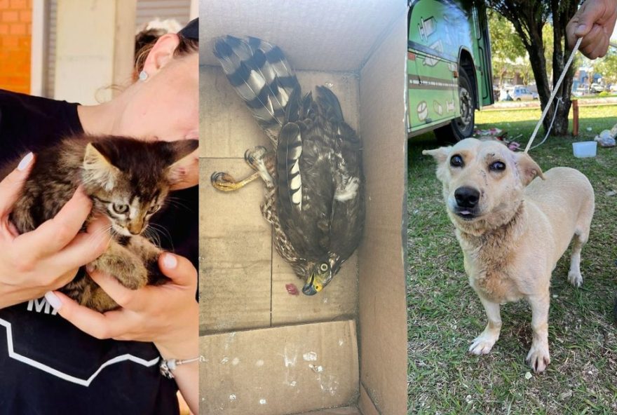 resgate-de-animais-feridos-e-perdidos-apos-tornado-no-pr3A-como-ajudar3F resgate-de-animais-feridos-e-perdidos-apos-tornado-no-pr3A-como-ajudar3F