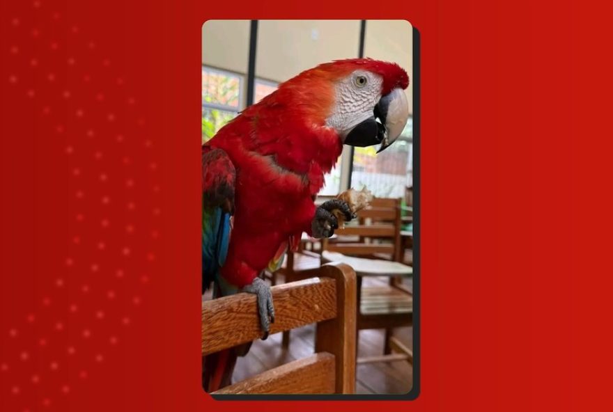 resgate-de-arara-vermelha-desnutrida-no-amazonas3A-a-importancia-da-protecao-animal resgate-de-arara-vermelha-desnutrida-no-amazonas3A-a-importancia-da-protecao-animal