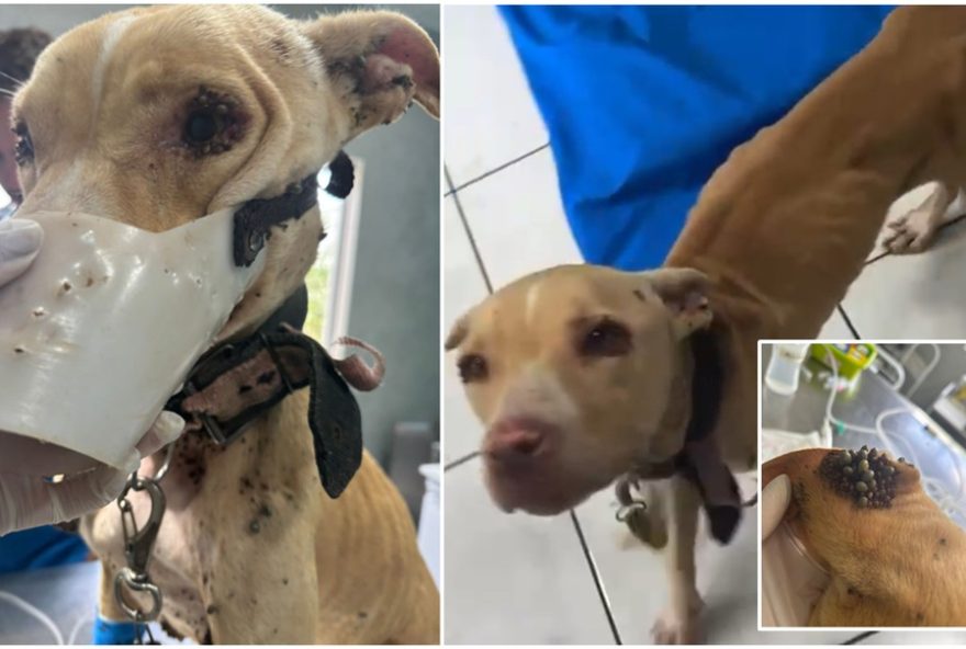 resgate-de-cadela-desnutrida-e-infestada-por-carrapatos-em-nova-europa2C-sp3A-tutor-e-preso-por-maus-tratos-cellforrowatindexpath resgate-de-cadela-desnutrida-e-infestada-por-carrapatos-em-nova-europa2C-sp3A-tutor-e-preso-por-maus-tratos-cellforrowatindexpath