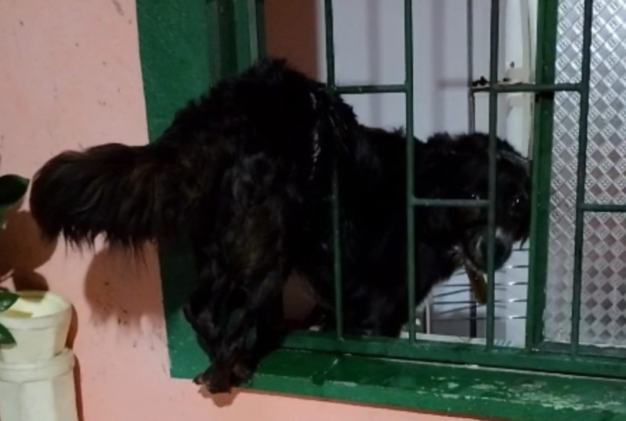 resgate-de-cadela-presa-em-janela-durante-temporal-em-manaus3A-bombeiros-agem-com-rapidez-para-garantir-seguranca-do-animal resgate-de-cadela-presa-em-janela-durante-temporal-em-manaus3A-bombeiros-agem-com-rapidez-para-garantir-seguranca-do-animal