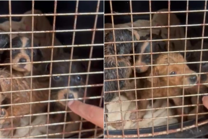 resgate-de-caes-em-situacao-de-maus-tratos-em-varzea-paulista3A-ong-atua-na-protecao-animal resgate-de-caes-em-situacao-de-maus-tratos-em-varzea-paulista3A-ong-atua-na-protecao-animal