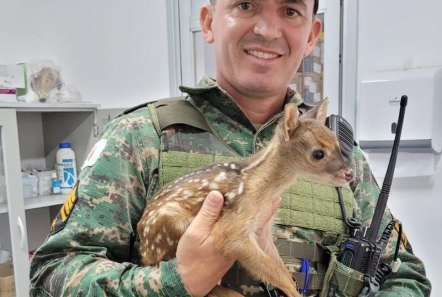 resgate-de-filhote-de-veado-catingueiro-perdido-em-mg-mobiliza-policia-e-populacao-em-acao-de-preservacao-ambiental