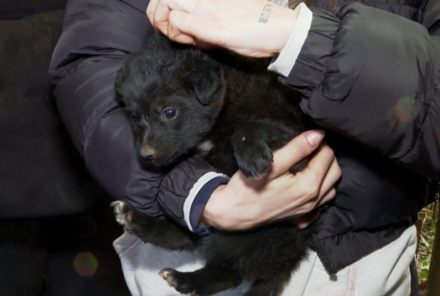 resgate-de-filhotes-de-cachorro-em-curitiba-mobiliza-voluntarios-por-tres-dias