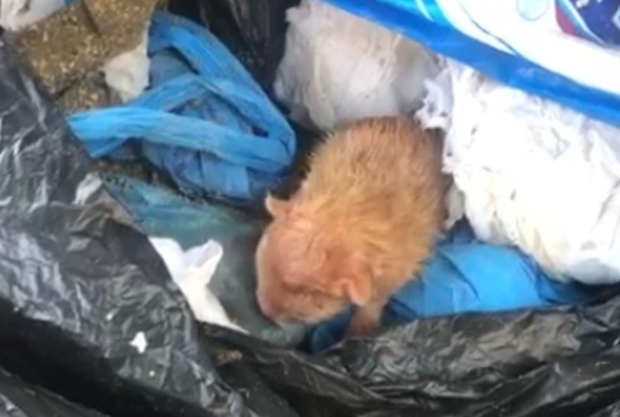 resgate-de-filhotes-de-gato-em-saco-de-lixo-em-rio-preto3A-precisam-de-adocao
