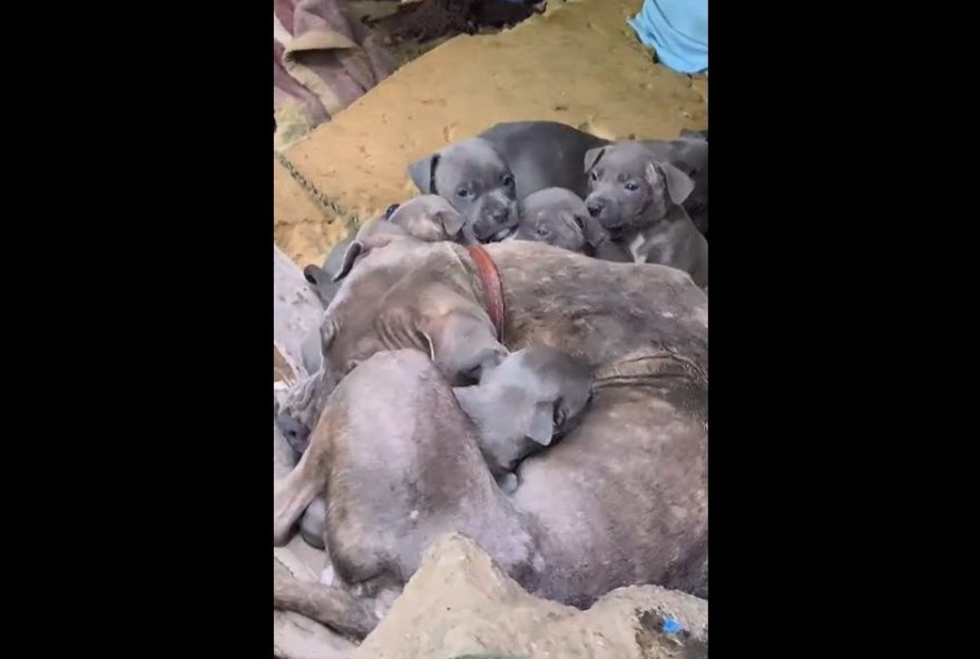 resgate-de-filhotes-de-pitbull-abandonados-em-balneario-camboriu3A-assista-o-video