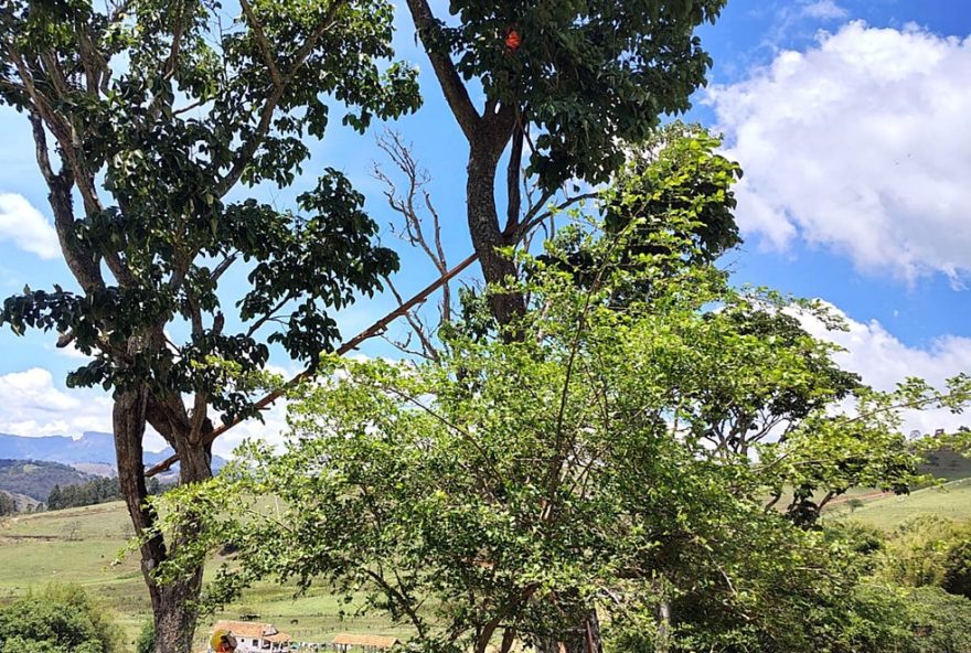 resgate-de-gata-juma-em-goncalves3A-bombeiros-realizam-operacao-de-salvamento-em-arvore