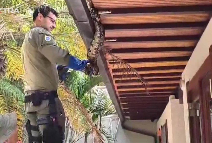 resgate-de-jiboia-em-niteroi-guarda-municipal-atua-com-rapidez-e-seguranca