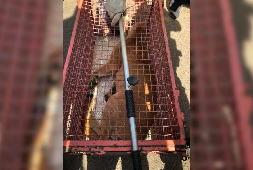resgate-de-onca-parda-de-32-kg-em-quintal-de-casa-em-marilia-sp-confira-os-detalhes