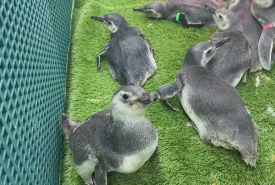 resgate-de-pinguins-de-magalhaes-no-litoral-paranaense3A-ufpr-salva-20-animais-em-uma-semana