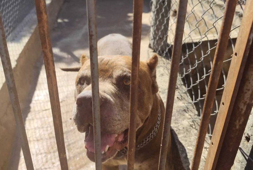 resgate-de-pitbull-em-nova-odessa3A-combate-aos-maus-tratos-e-adocao-responsavel.-apoie-essa-causa resgate-de-pitbull-em-nova-odessa3A-combate-aos-maus-tratos-e-adocao-responsavel.-apoie-essa-causa