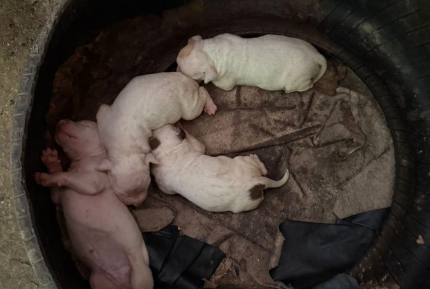 resgate-de-pitbulls-em-niteroi3A-tutor-respondera-por-maus-tratos-aos-animais resgate-de-pitbulls-em-niteroi3A-tutor-respondera-por-maus-tratos-aos-animais