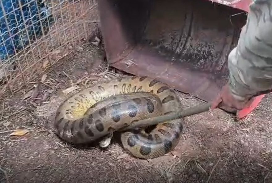 resgate-de-sucuri-em-ceramica-de-cordeiropolis-sp-pela-guarda-municipal3A-a-importancia-da-preservacao-da-fauna-local