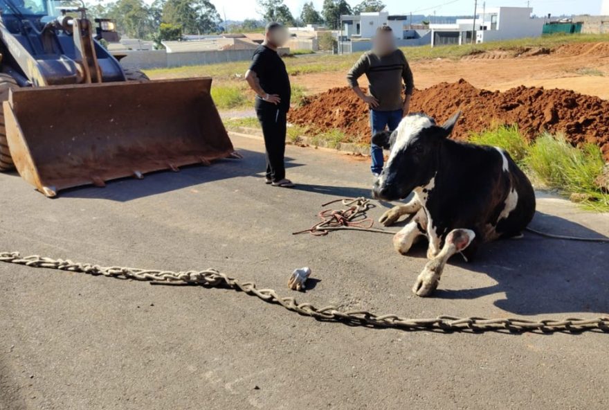 resgate-de-vaca-e-bezerro-em-poco-em-avare3A-filhote-nao-sobreviveu