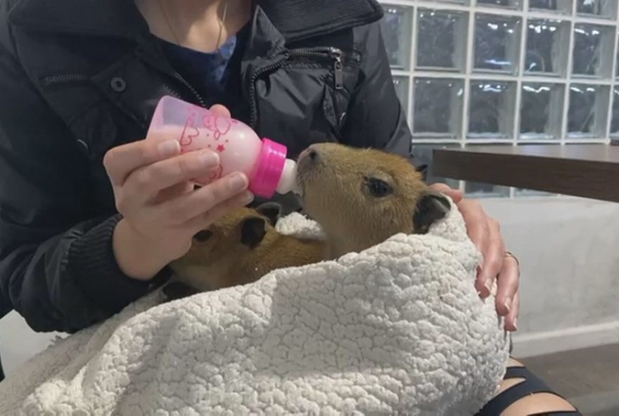 resgate-e-cuidados-especiais-com-filhotes-de-capivara-na-via-dutra3A-a-importancia-da-preservacao-da-fauna-e-da-responsabilidade-ambiental resgate-e-cuidados-especiais-com-filhotes-de-capivara-na-via-dutra3A-a-importancia-da-preservacao-da-fauna-e-da-responsabilidade-ambiental