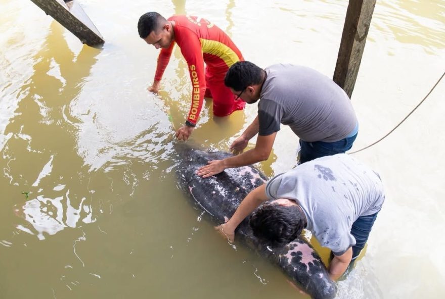 resgate-e-reabilitacao-de-peixe-boi-desnutrido-em-barcarena3A-acao-conjunta-para-conservacao-da-fauna-marinha resgate-e-reabilitacao-de-peixe-boi-desnutrido-em-barcarena3A-acao-conjunta-para-conservacao-da-fauna-marinha