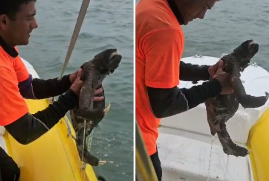 resgate-emocionante-de-bicho-preguica-na-praia-brava-de-caraguatatuba-litoral-norte-de-sp resgate-emocionante-de-bicho-preguica-na-praia-brava-de-caraguatatuba-litoral-norte-de-sp